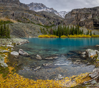 Willow leaves at Yukness Lake
