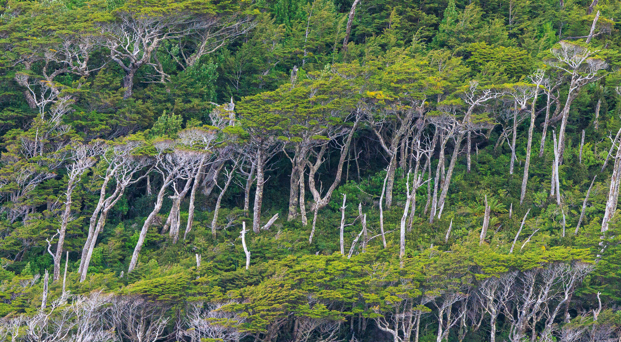 Fiordo de las Montañas forest