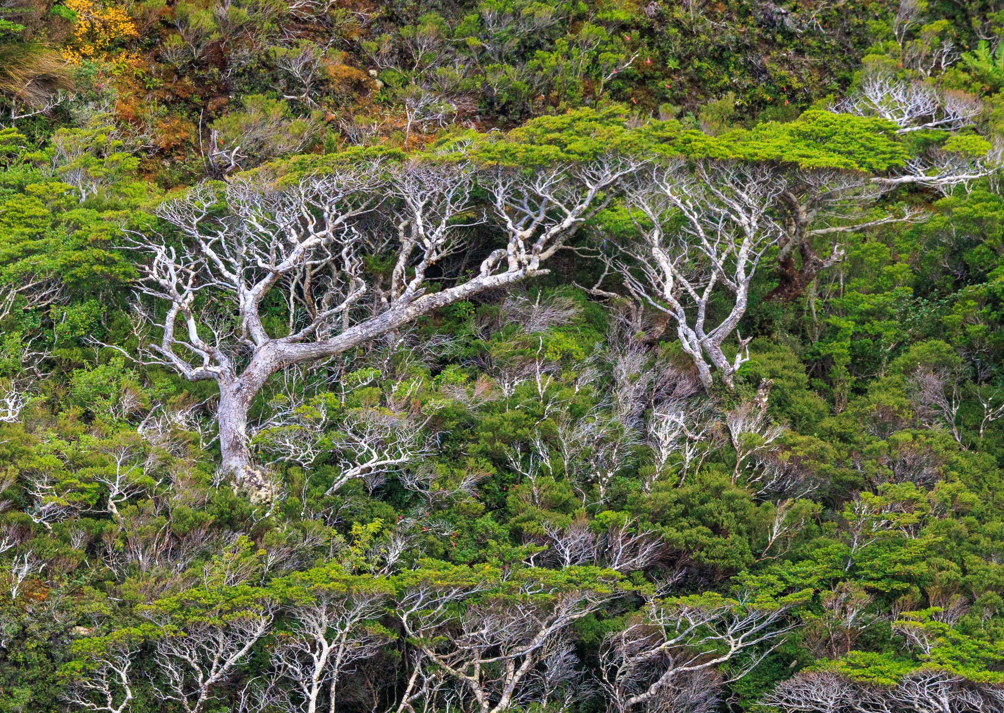 Fiordo de las Montañas forest