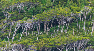 Fiordo de las Montañas forest