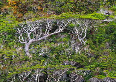 Fiordo de las Montañas forest