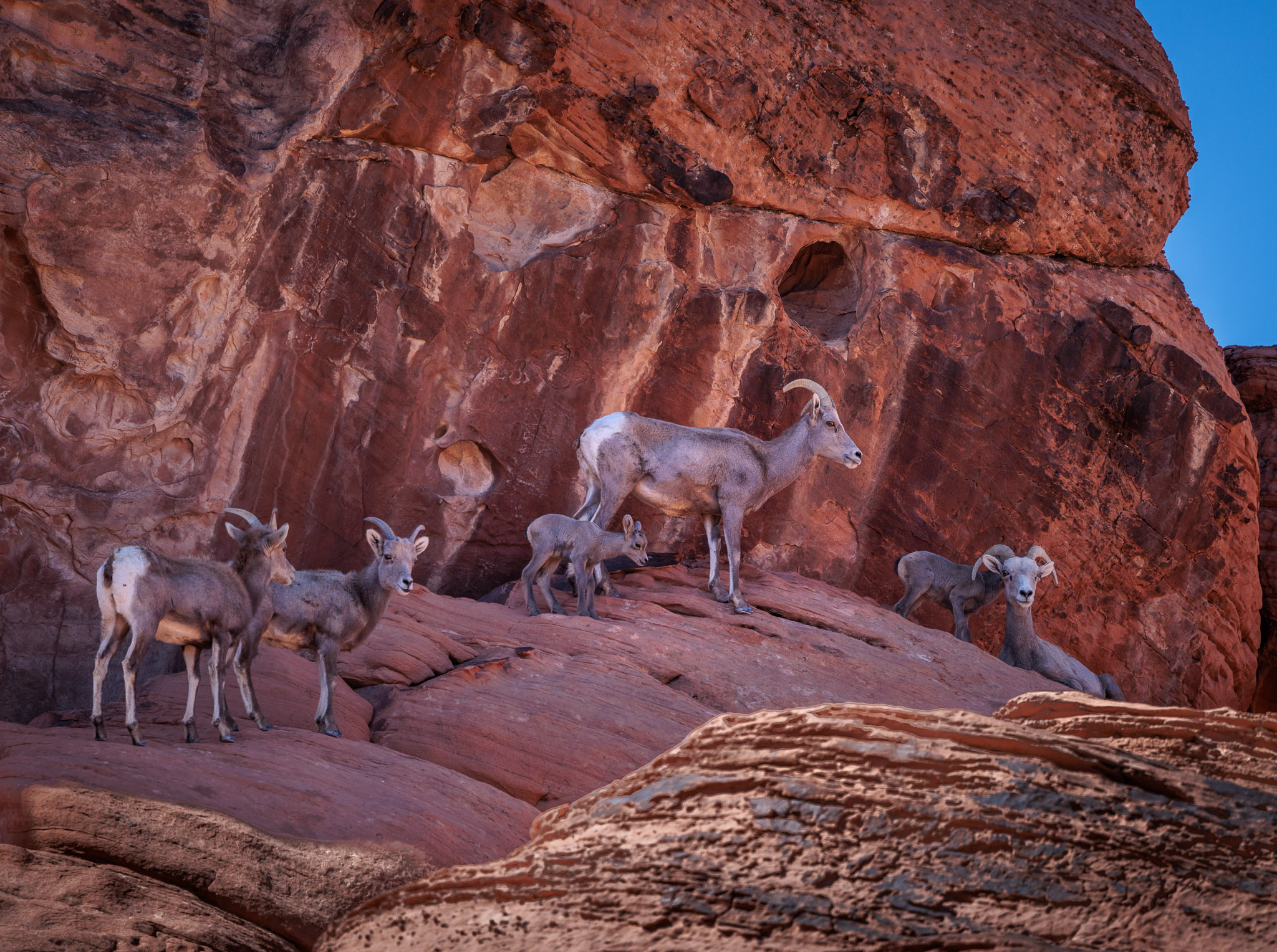 Valley of Fire Big Horn Sheep