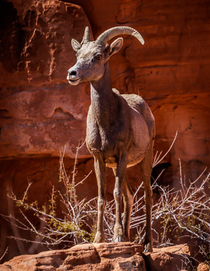 Valley of Fire Big Horn Sheep