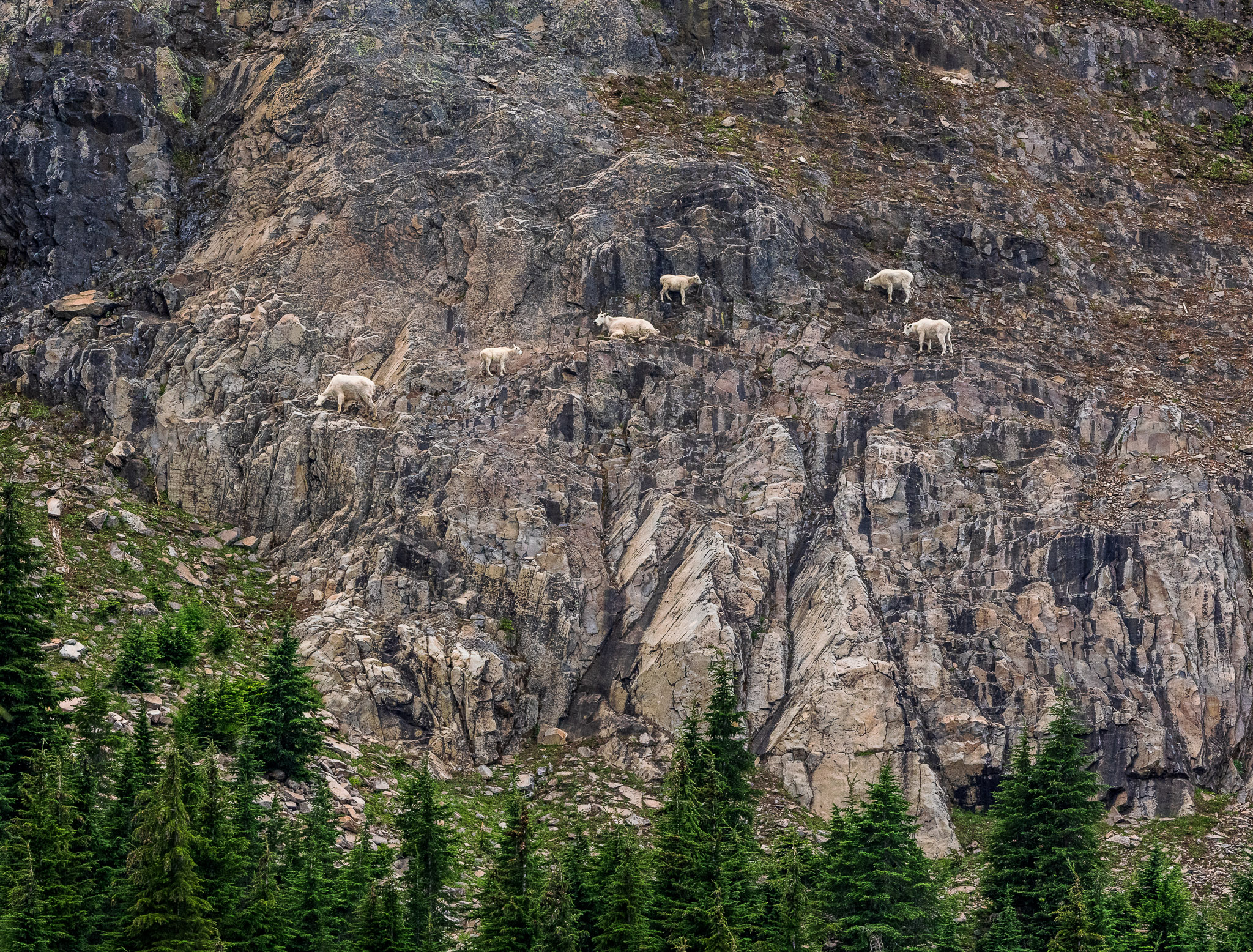 Mountain Goats on Three Fingered Jack