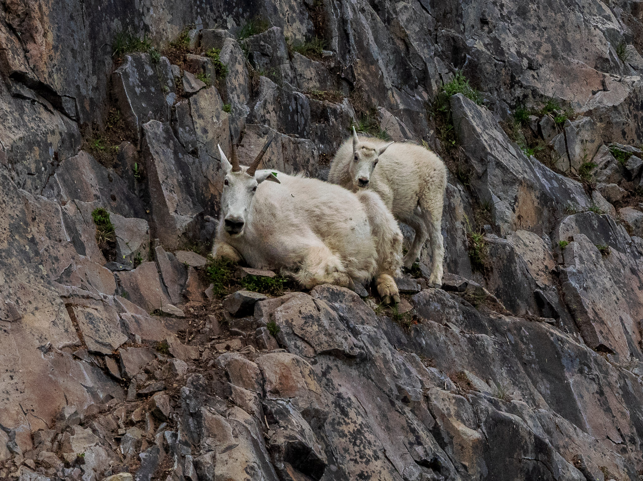 Mountain Goats on Three Fingered Jack