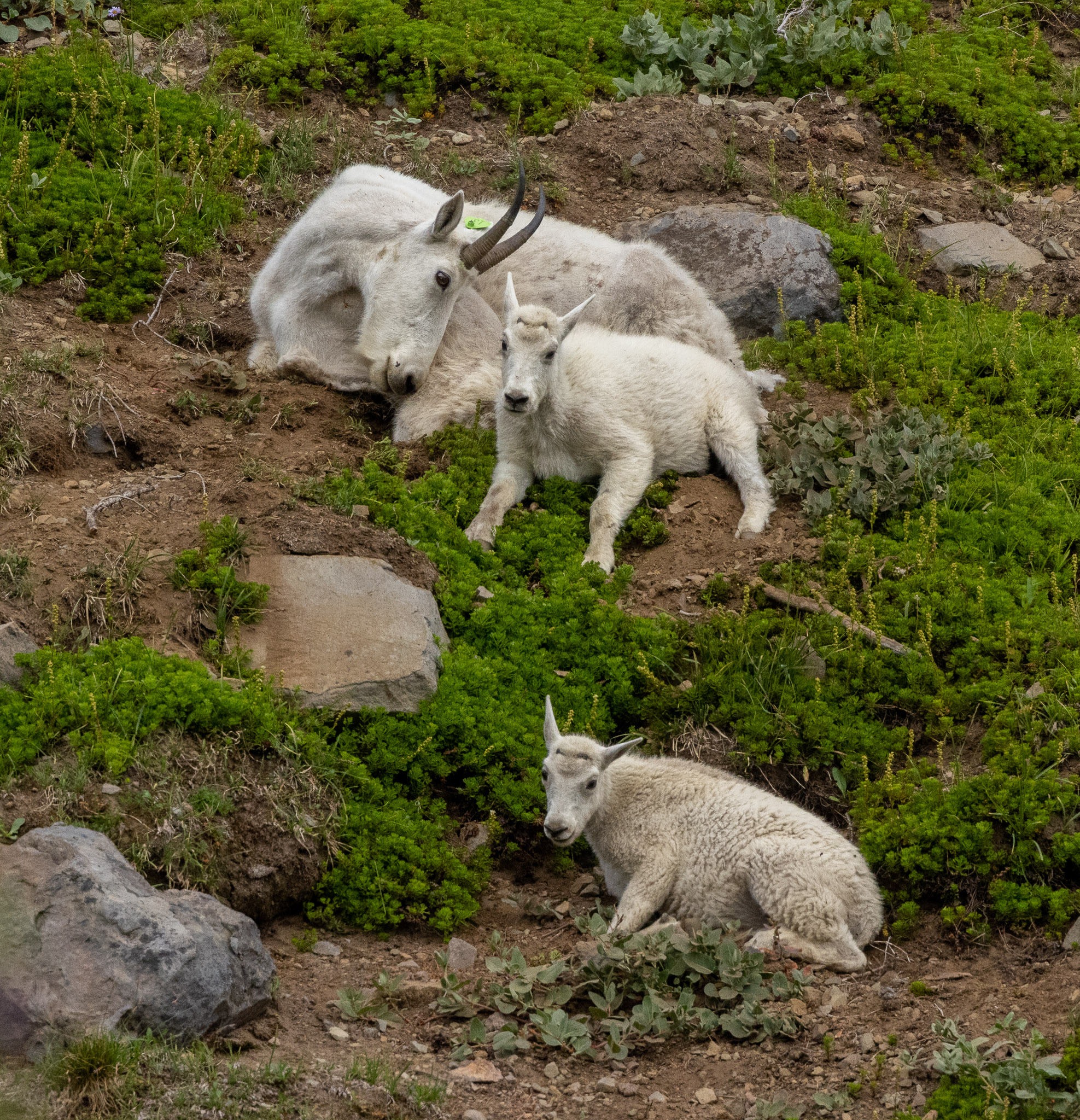 Mountain Goats