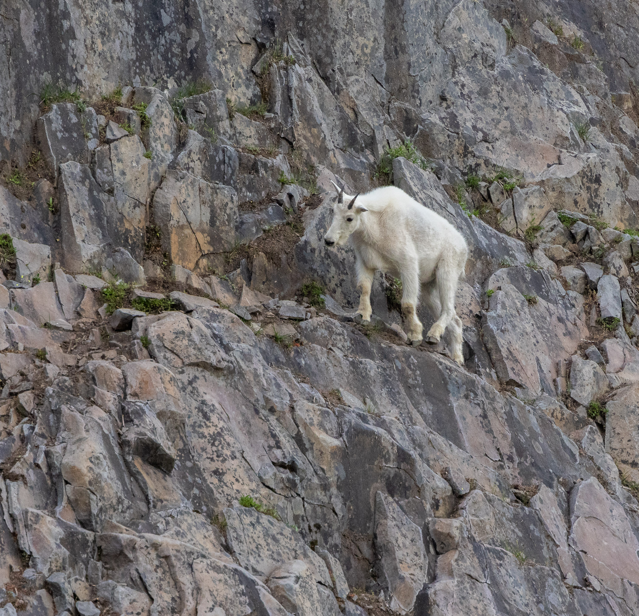 Mountain Goat on Three Fingered Jack