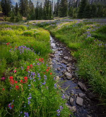 Upper Canyon Creek Meadows