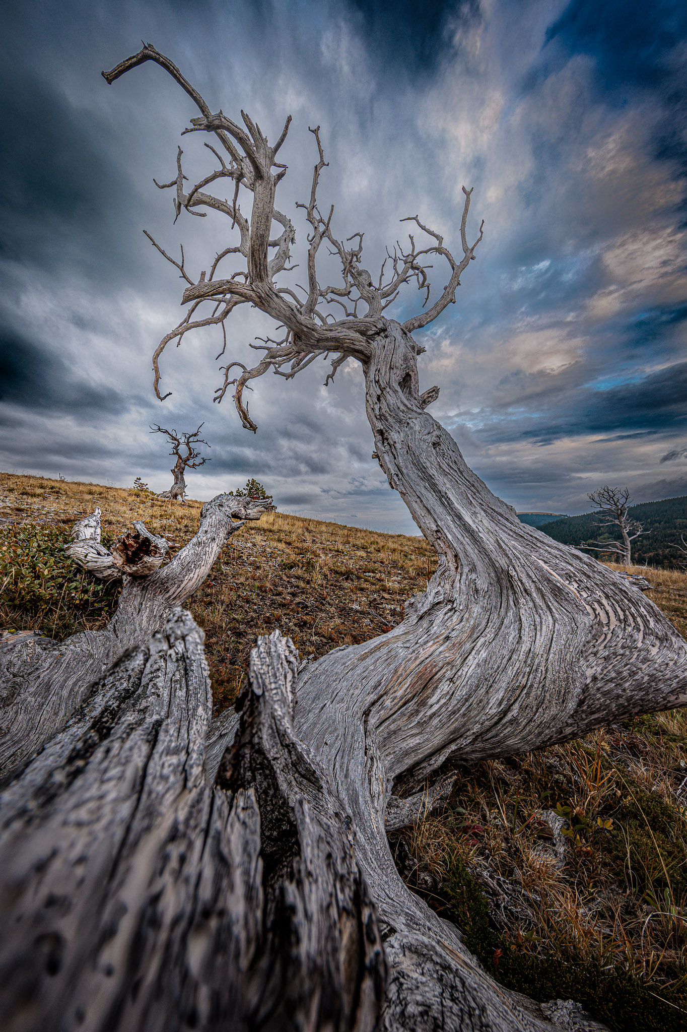 Two Medicine tree