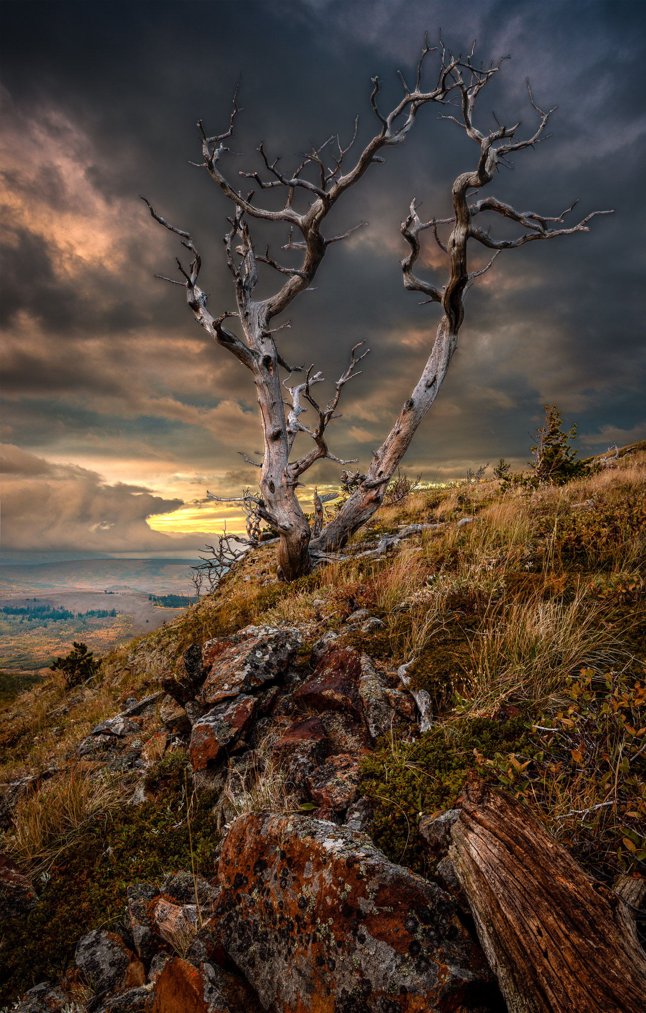 Two Medicine tree