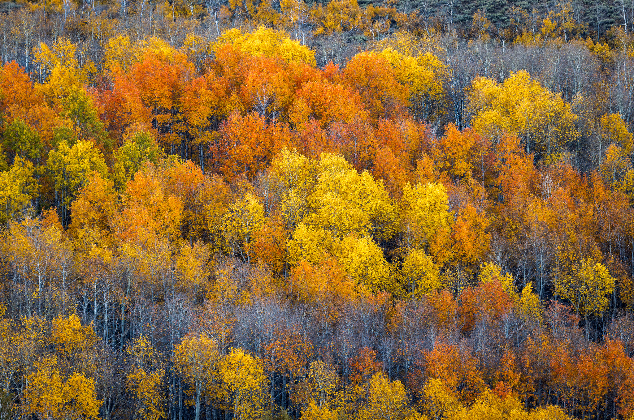 Fish Creek fall color, Steens Mountain