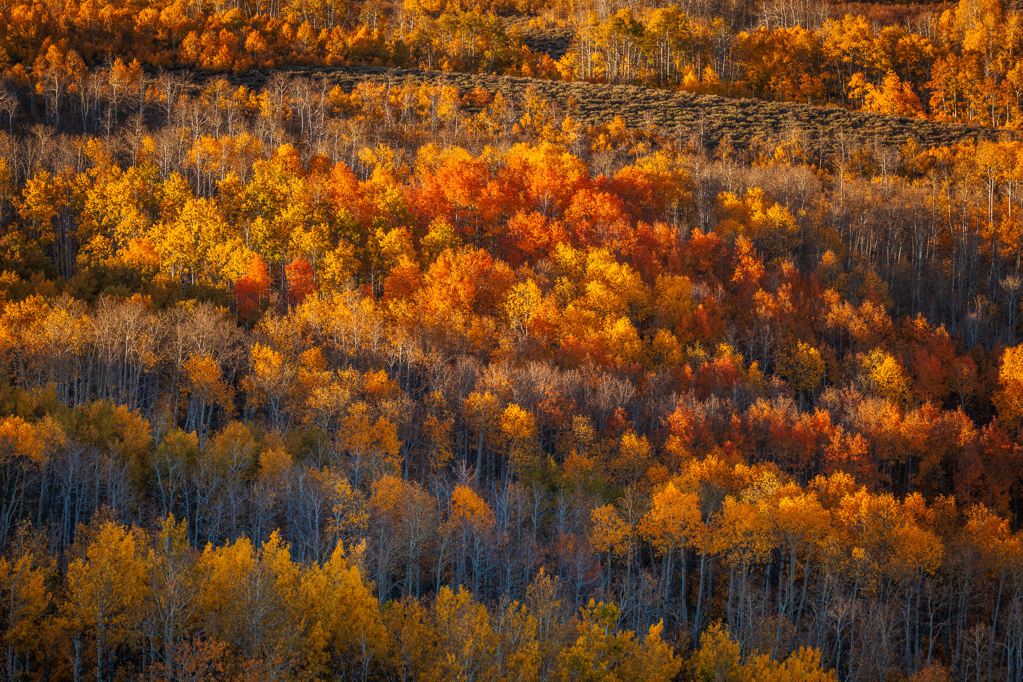 Fish Creek fall color, Steens Mountain