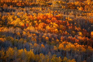 Fish Creek fall color, Steens Mountain