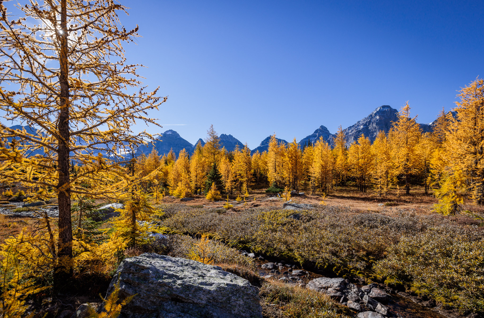 Larch Valley, Banff NP