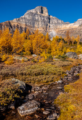 Larch Valley, Banff NP