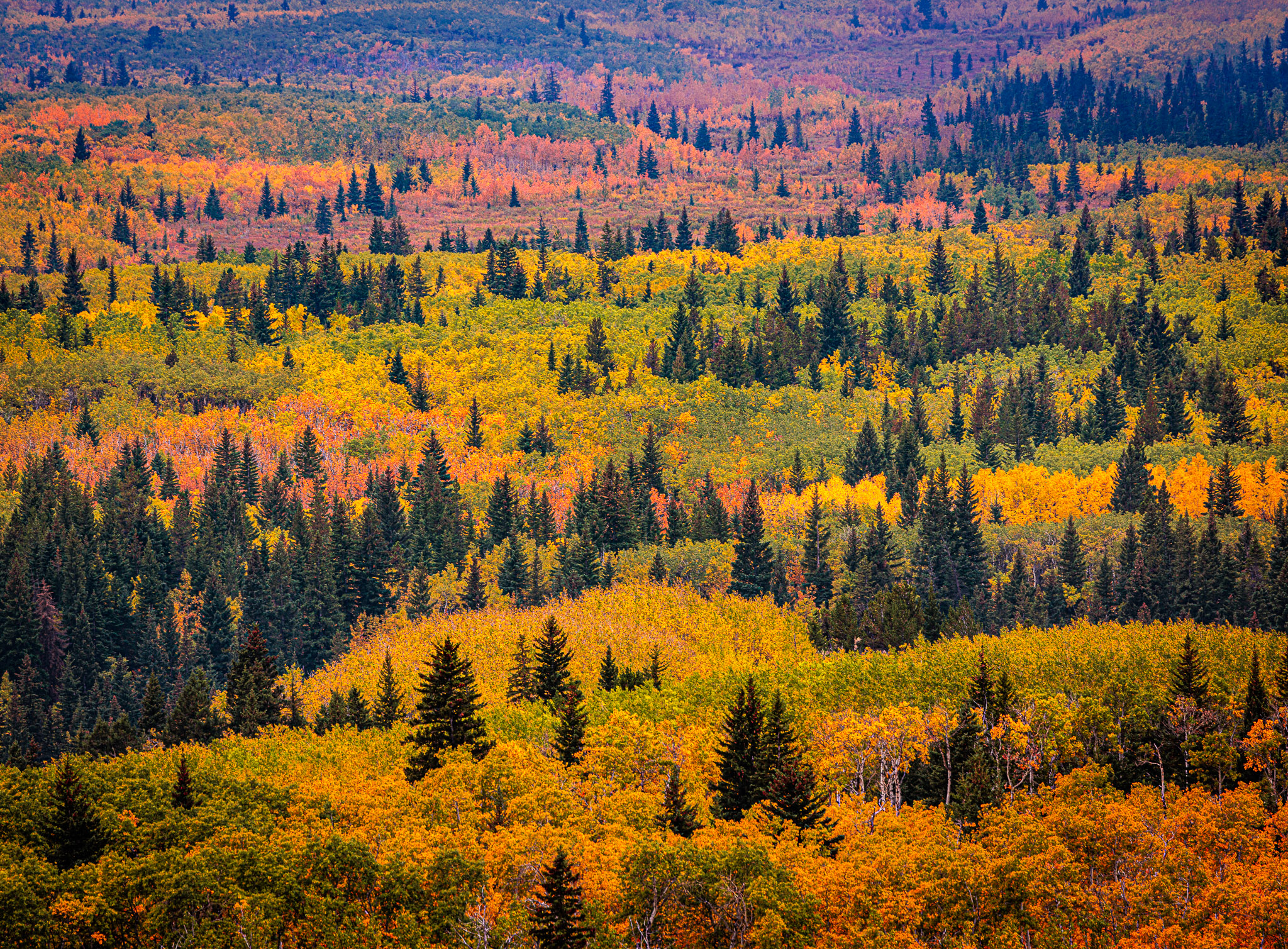 Fall color, Glacier NP