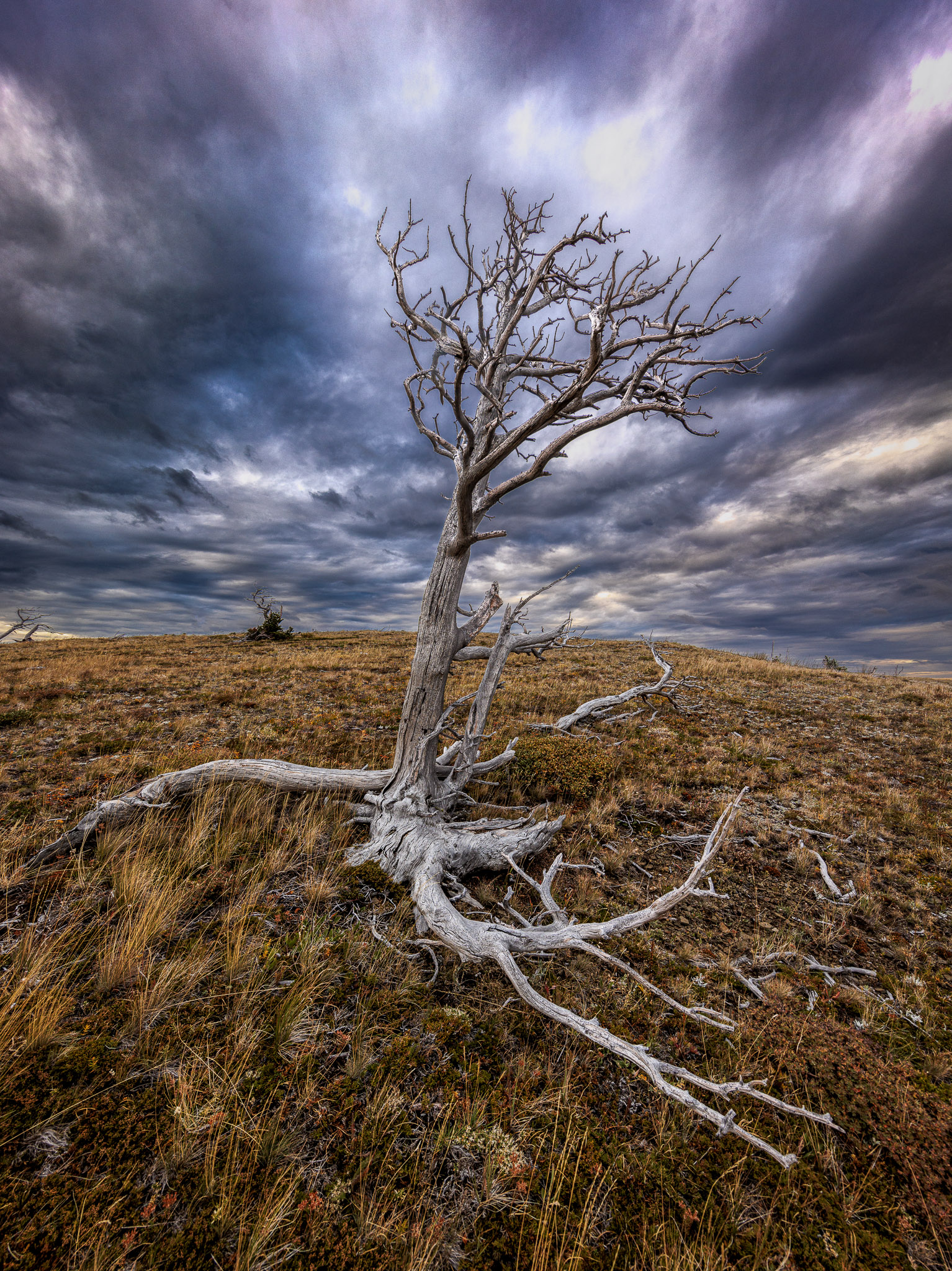 Two Medicine tree