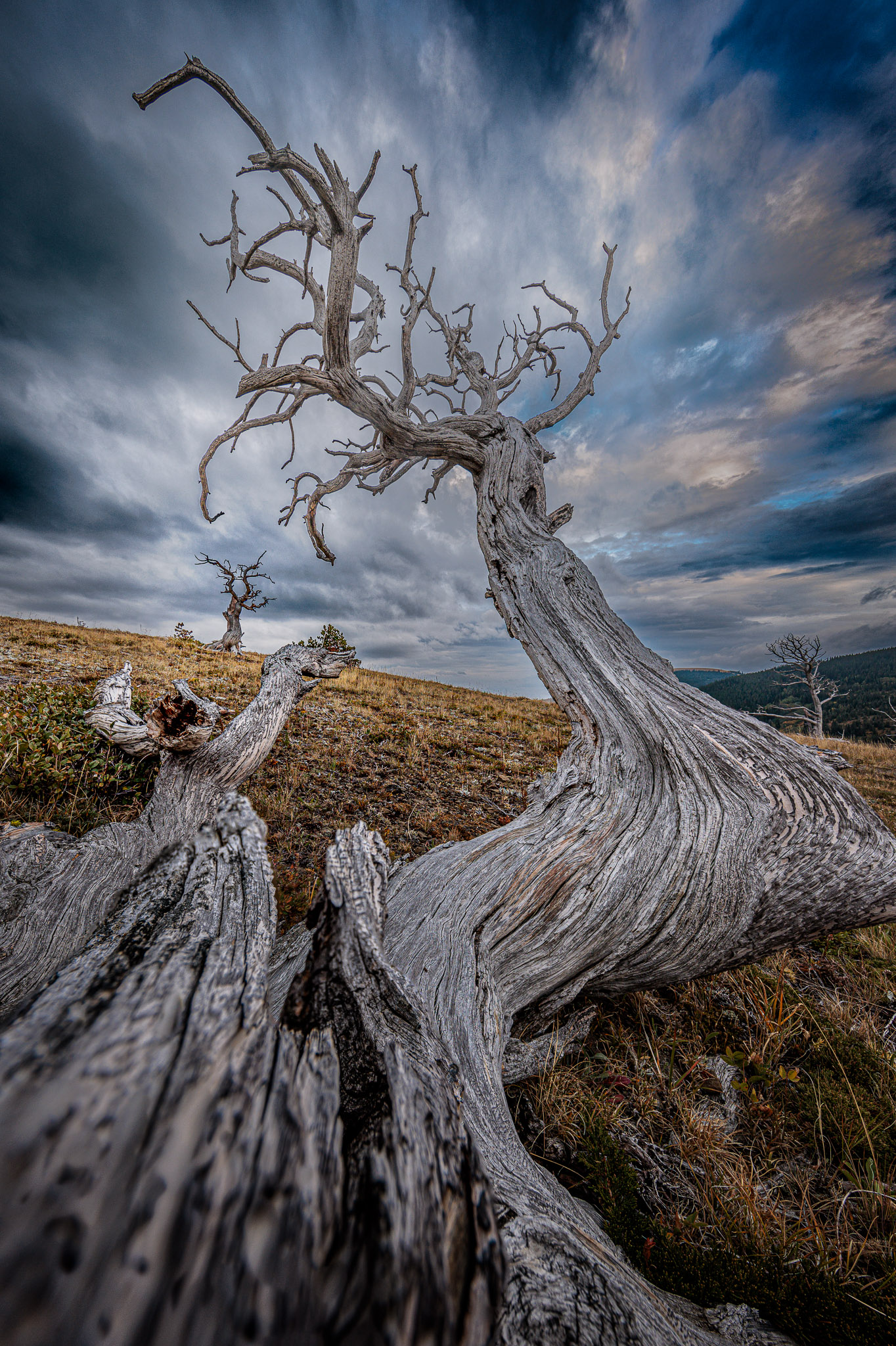 Two Medicine tree