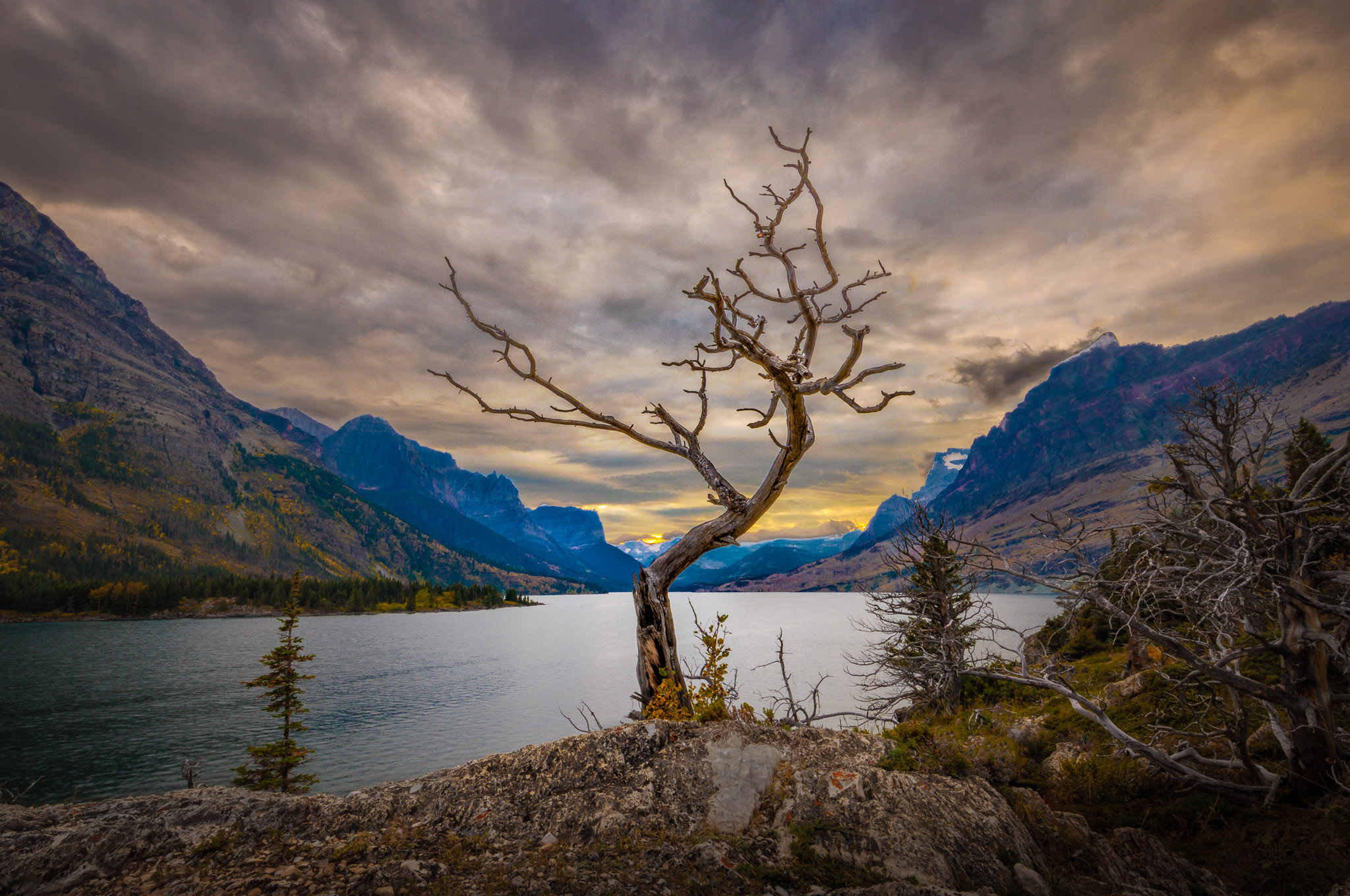 St. Mary Lake tree, Glacier NP