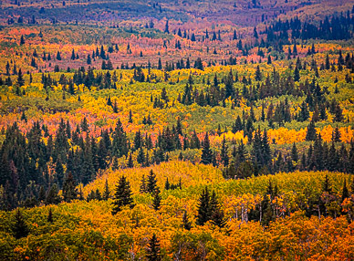 Fall color, Glacier NP