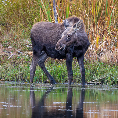 Moose at Duck Pond