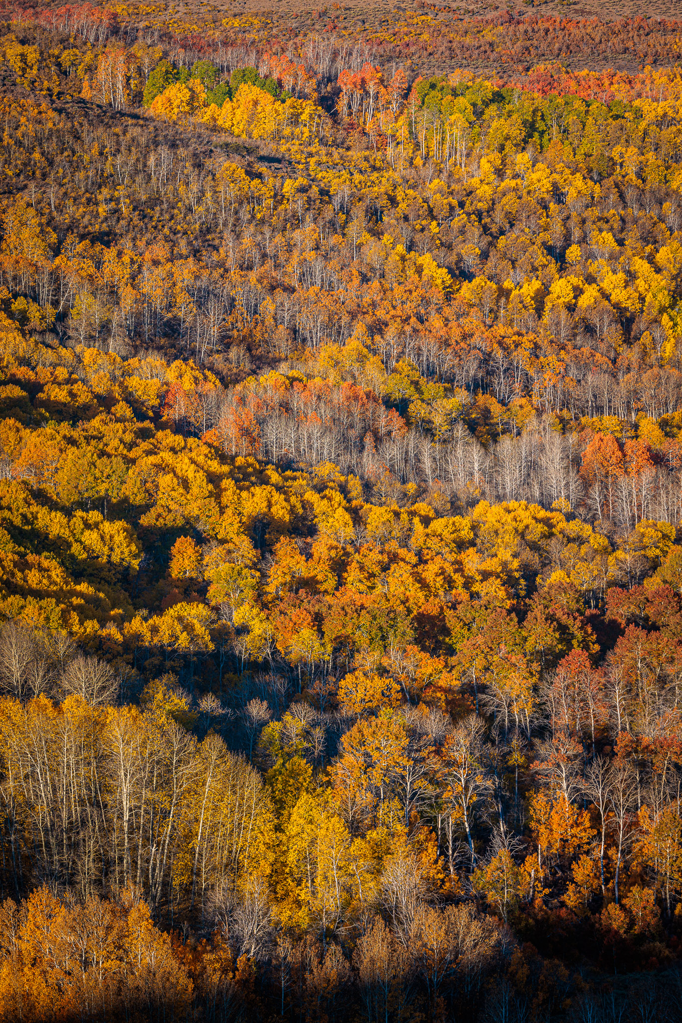 Fish Creek fall color, Steens Mountain