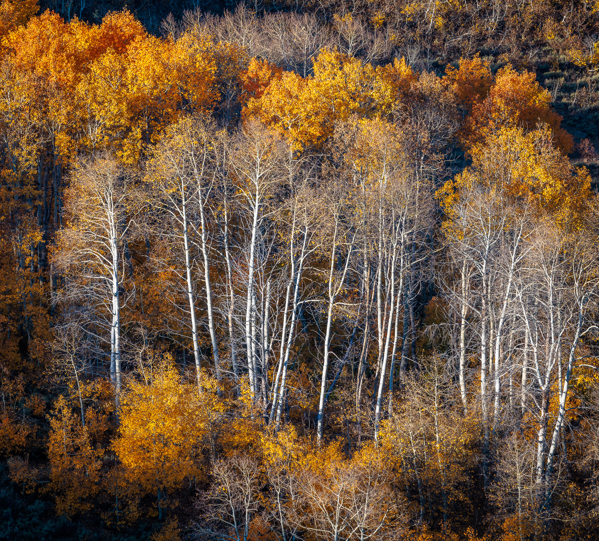 Fish Creek fall color, Steens Mountain