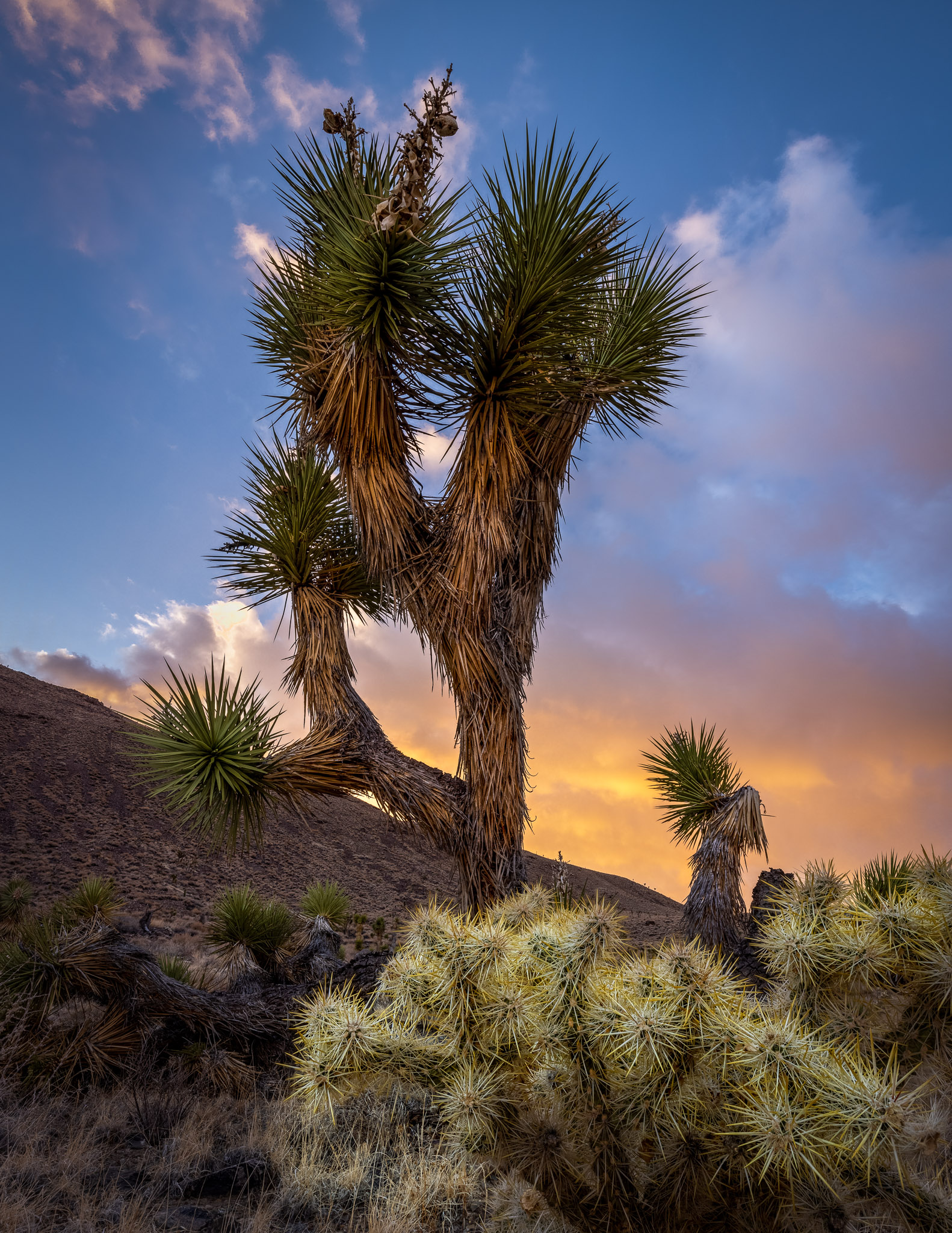 Upper Eureka Valley Joshua Trees