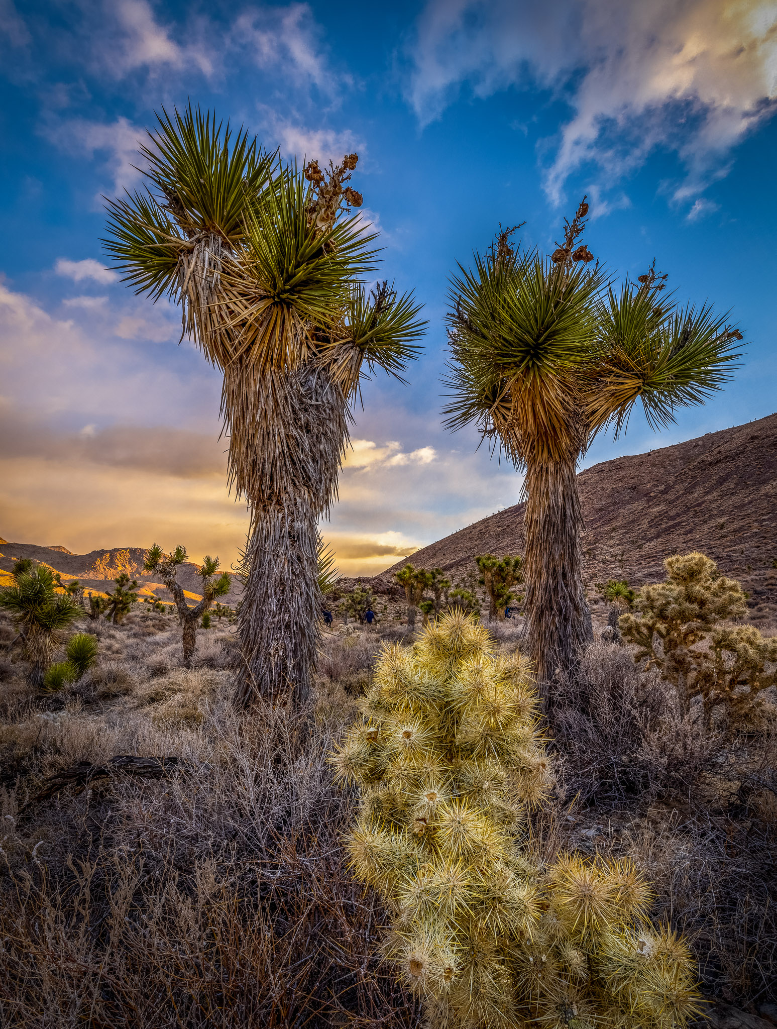 Upper Eureka Valley Joshua Trees