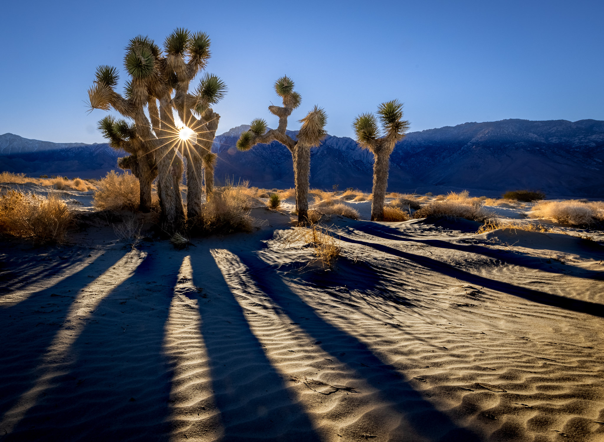 Olancha Dunes Joshua Trees