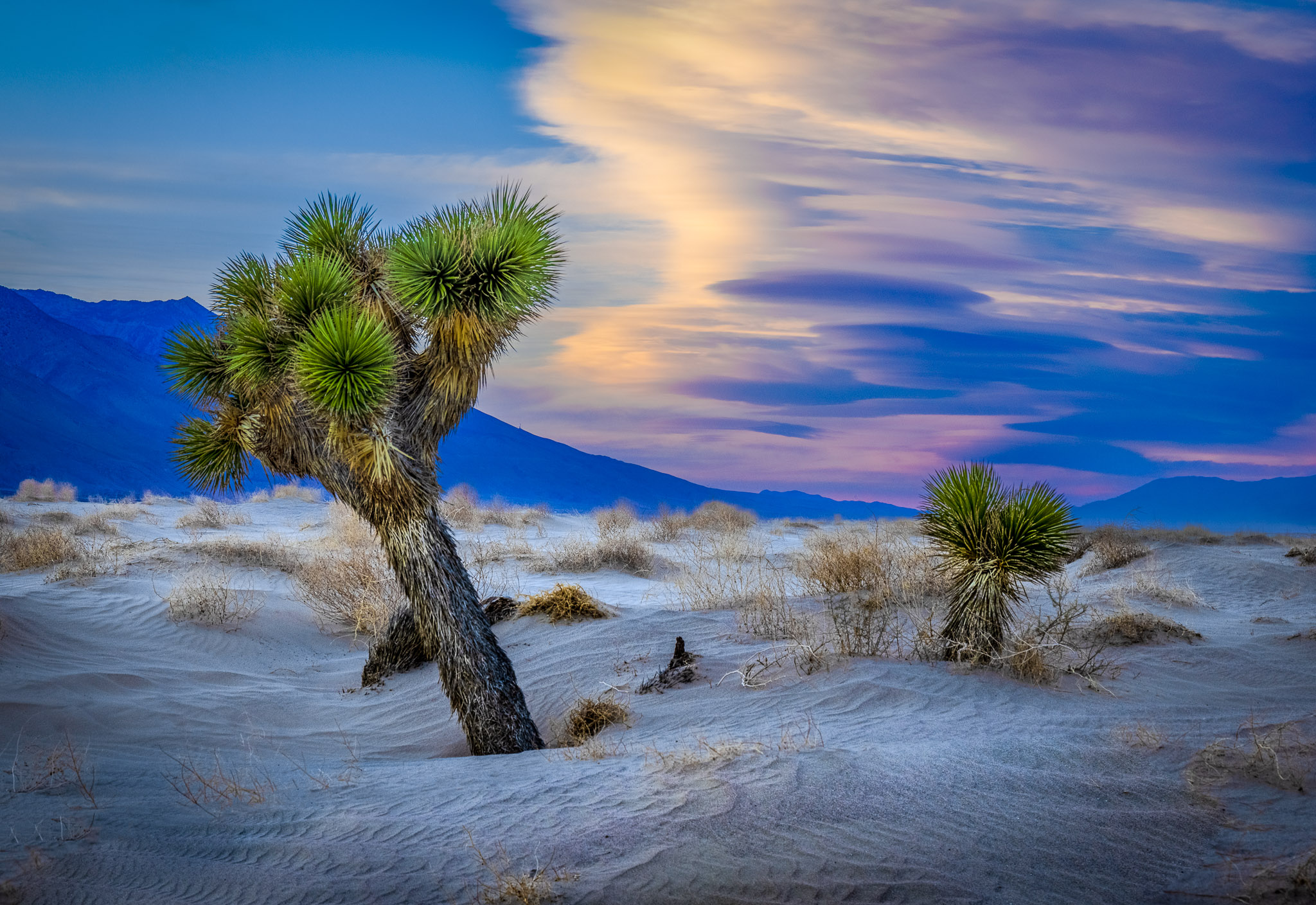 Olancha Dunes Joshua Trees, Owens Valley, California