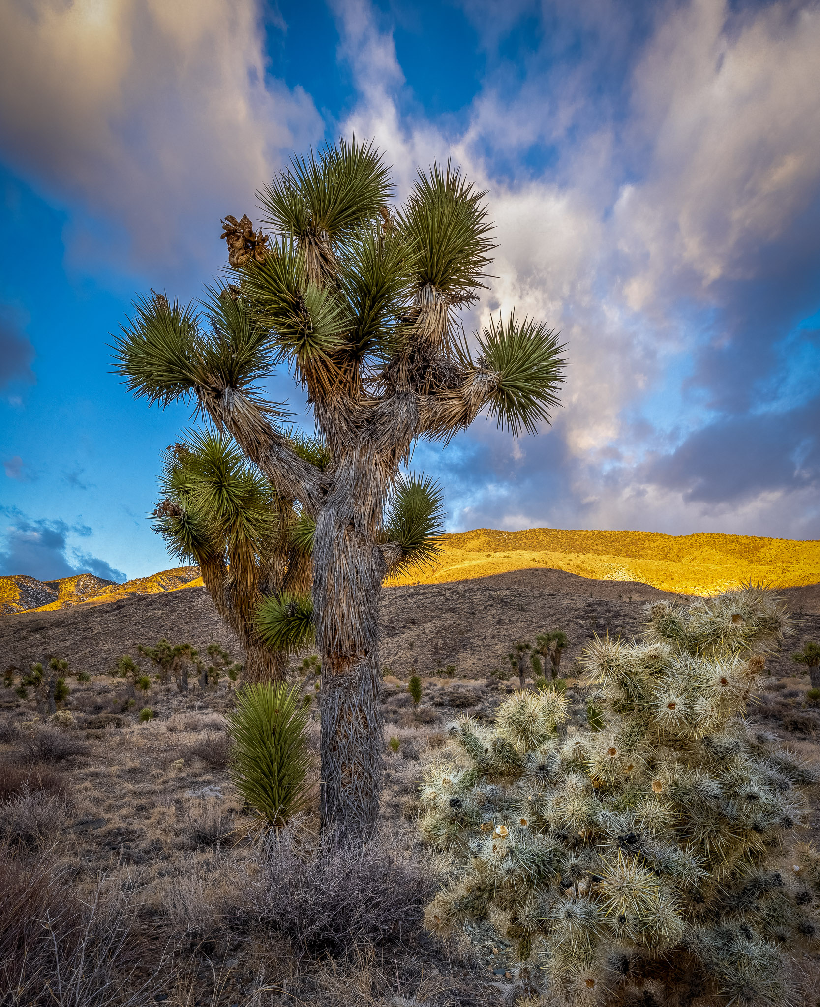 Upper Eureka Valley Joshua Trees