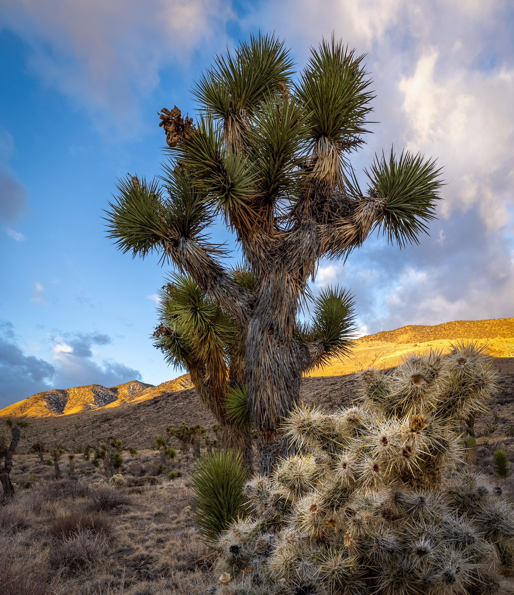 Upper Eureka Valley Joshua Trees