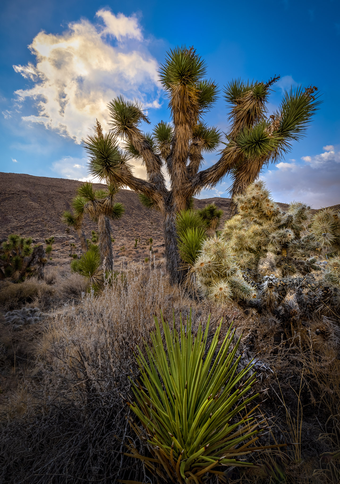 Upper Eureka Valley Joshua Trees