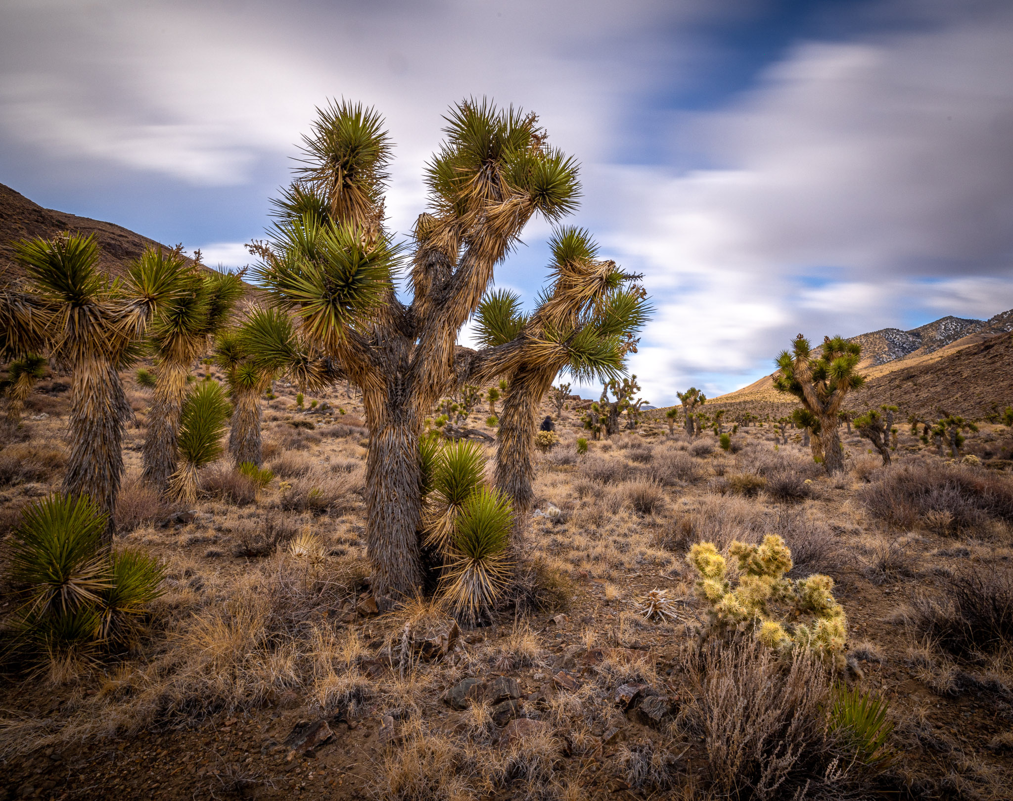 Upper Eureka Valley Joshua Trees