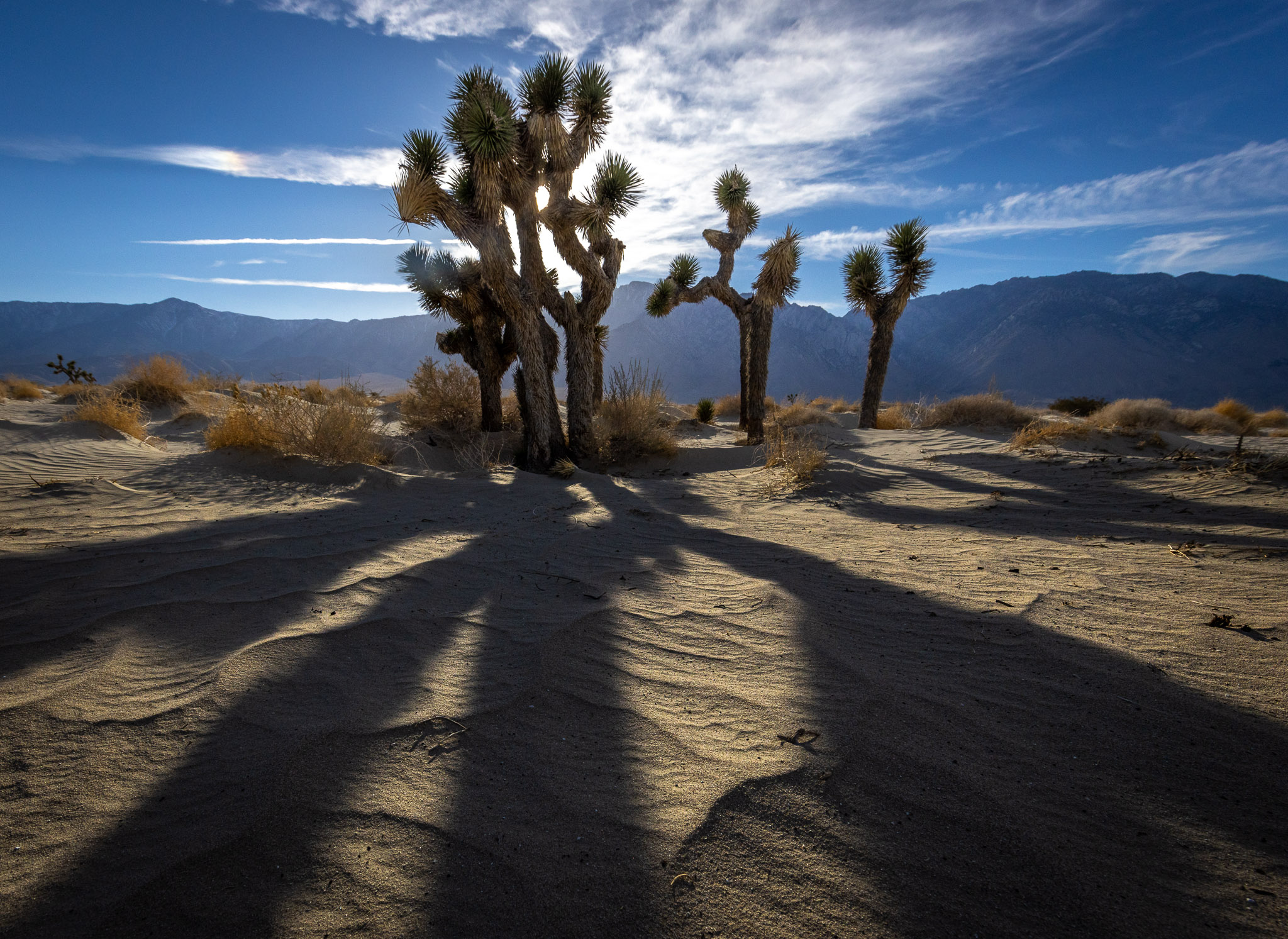 Olancha Dunes Joshua Trees