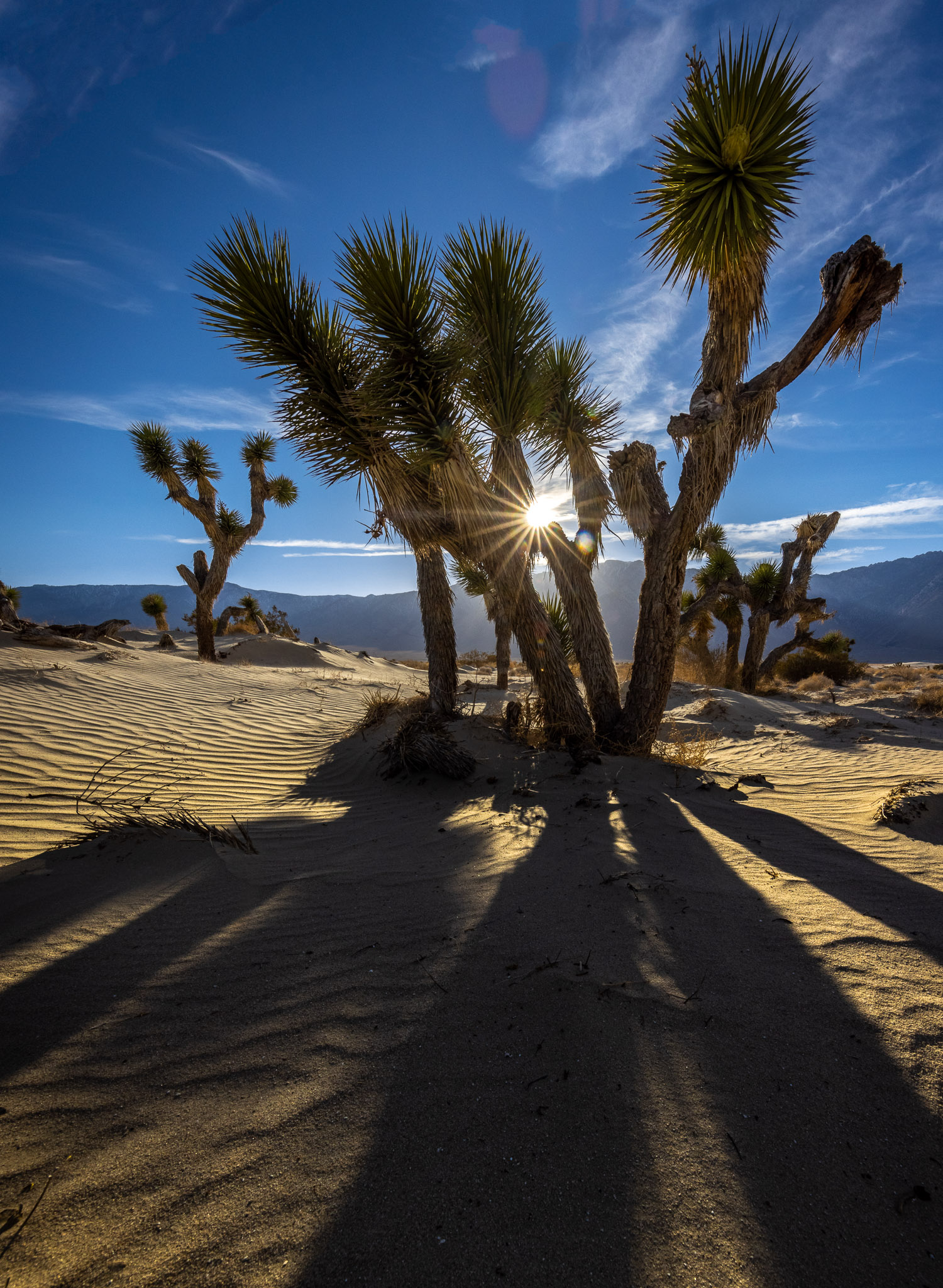 Olancha Dunes Joshua Trees