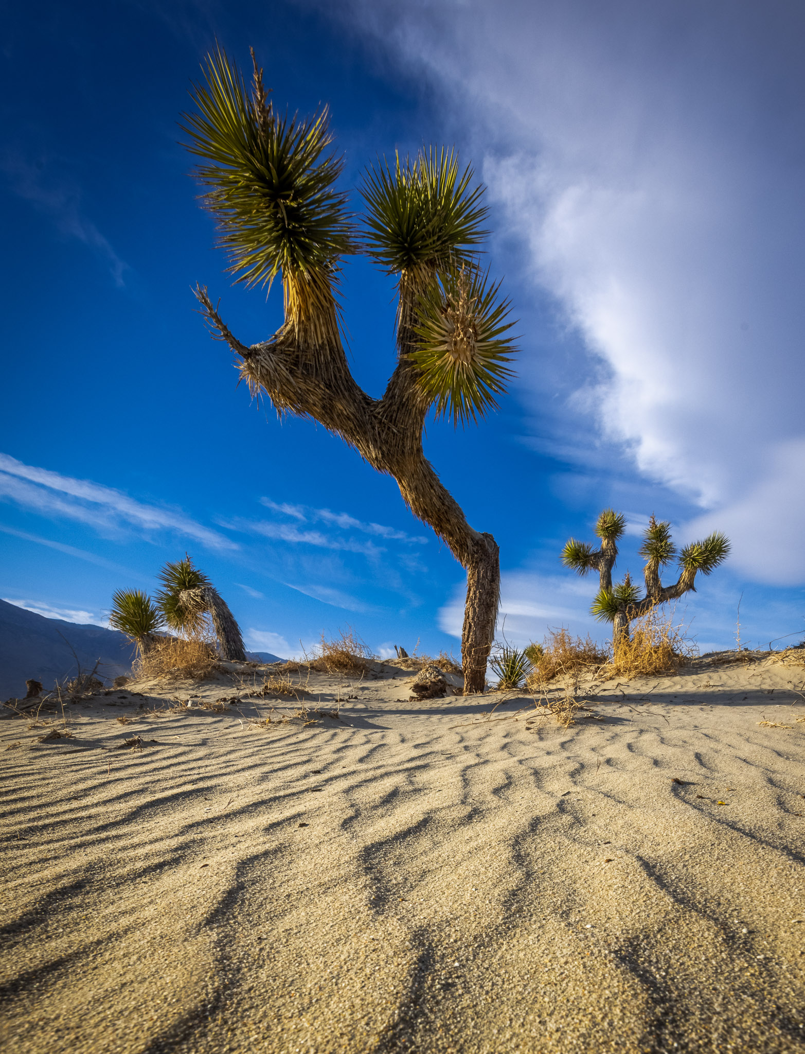 Olancha Dunes Joshua Trees