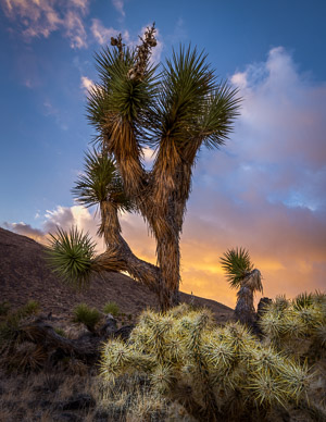 Upper Eureka Valley Joshua Trees