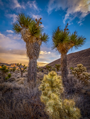 Upper Eureka Valley Joshua Trees