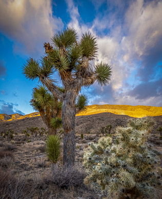 Upper Eureka Valley Joshua Trees