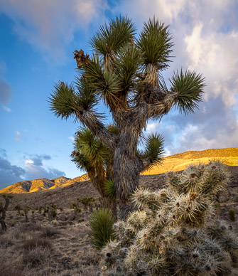 Upper Eureka Valley Joshua Trees