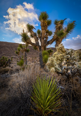 Upper Eureka Valley Joshua Trees