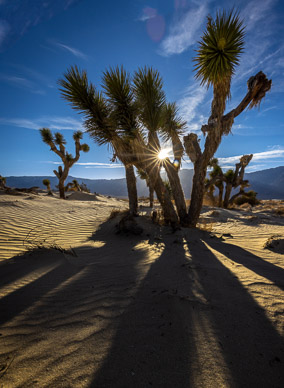 Olancha Dunes Joshua Trees