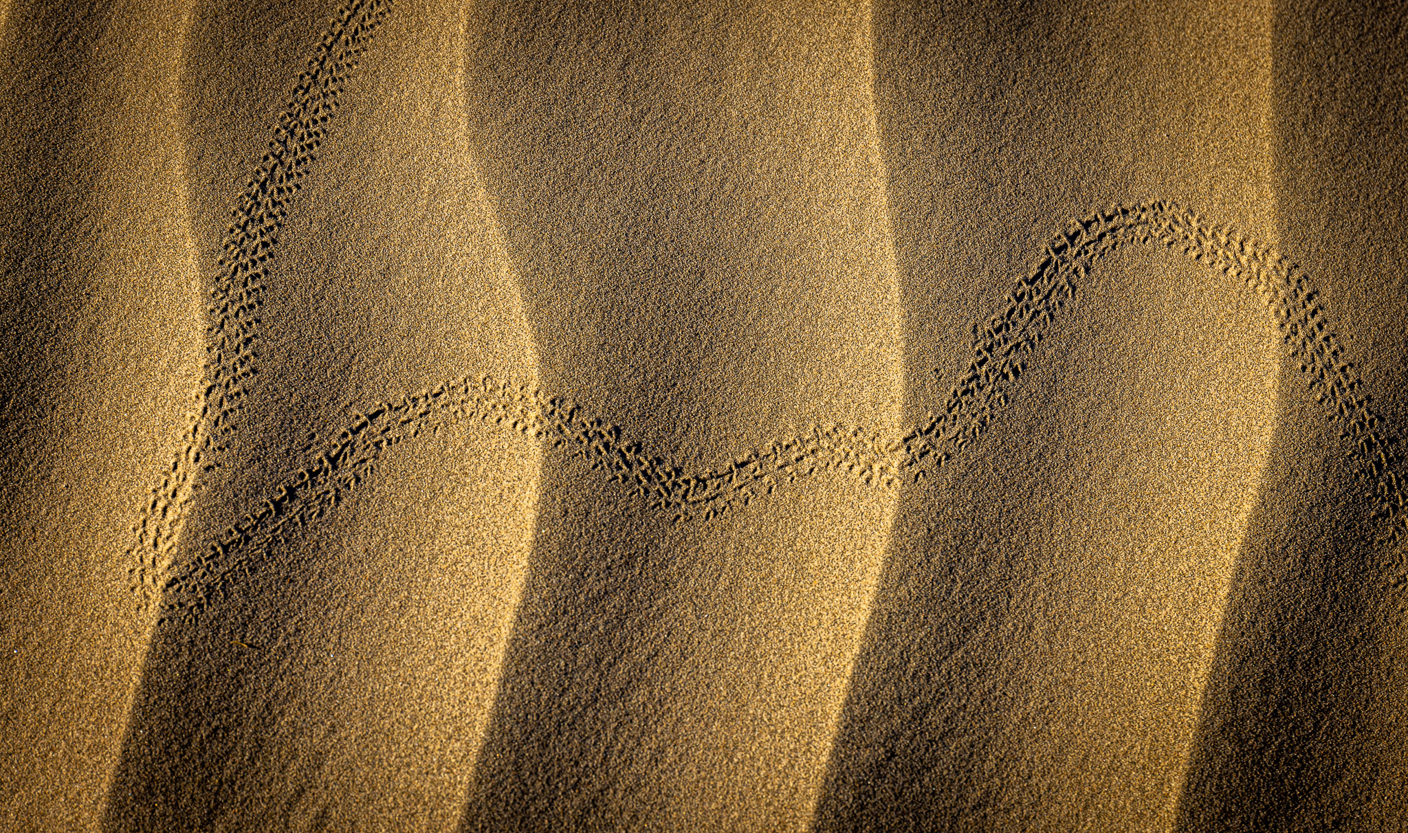Mesquite Dunes tracks