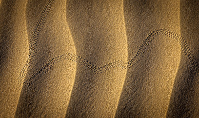 Mesquite Dunes tracks