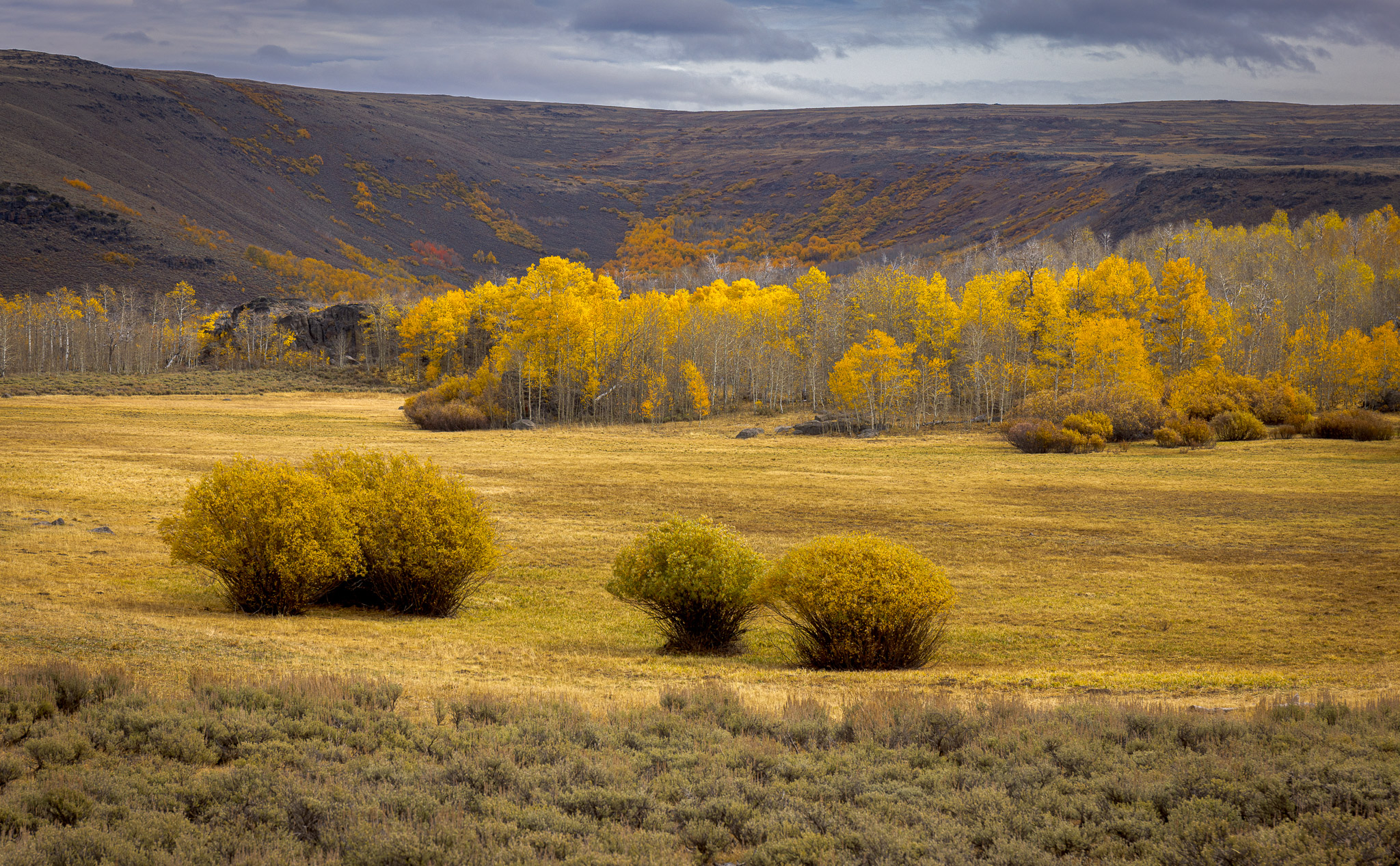 Whorehouse Meadow Color, Steens Mountain