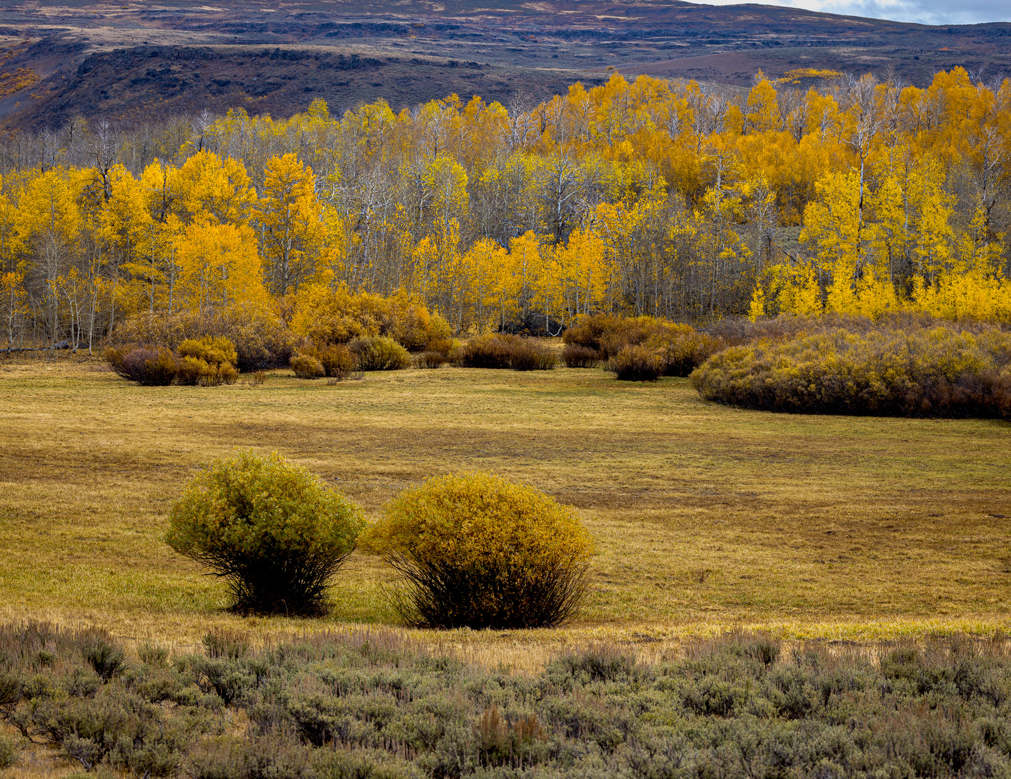 Whorehouse Meadow Color, Steens Mountain