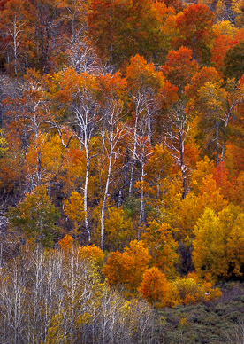 Fish Creek Color, Steens Mountain