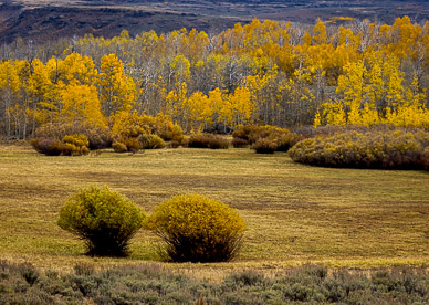 Whorehouse Meadow Color, Steens Mountain
